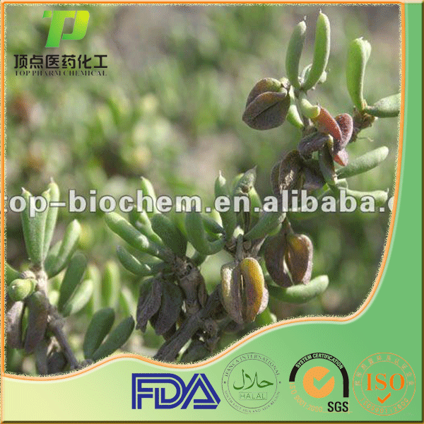 tribulus alatus extract